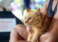 Vacinação gratuita oportuniza a imunização de quase 1 mil gatos até esta quarta