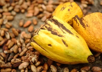 Preço do cacau bate recorde em Nova York e pode subir ainda mais