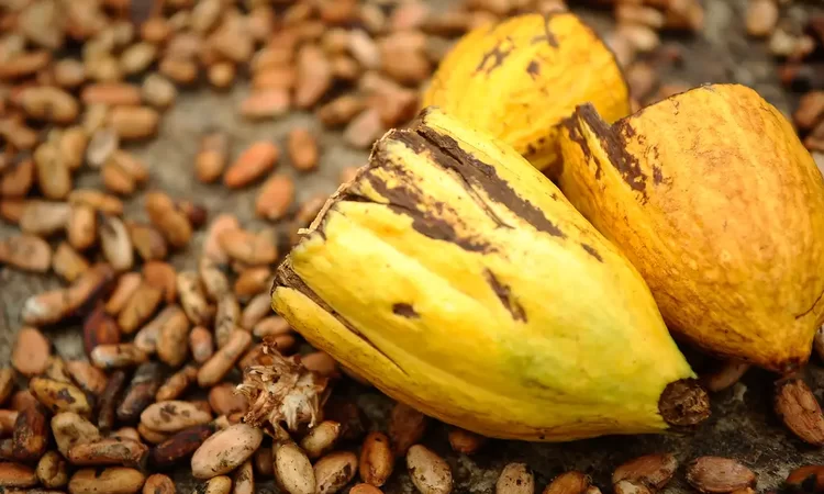 Preço do cacau bate recorde em Nova York e pode subir ainda mais