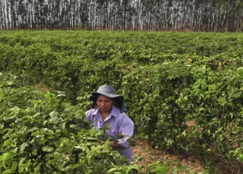 Iraquara: agricultura traz renda e autonomia a mulheres