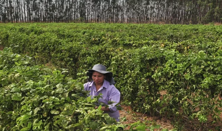 Iraquara: agricultura traz renda e autonomia a mulheres