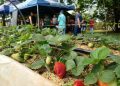 Interior do Estado: Mucugê terá projeto de cultivo de morangos para mulheres agricultoras