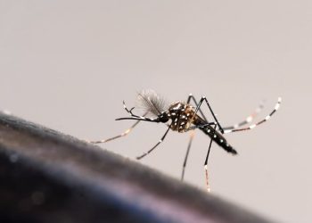 Saúde: Secretária da Saúde se reunirá com 62 prefeitos para tratar sobre a dengue