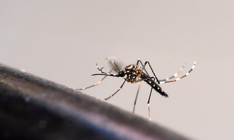 Saúde: Secretária da Saúde se reunirá com 62 prefeitos para tratar sobre a dengue