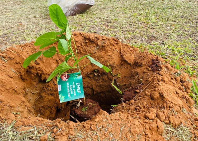 Sustentabilidade: Estado garante o plantio de 100 mil mudas como compensação do CO² emitido no Carnaval