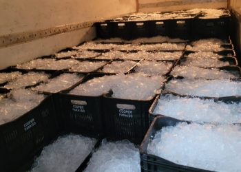 Economia: Pescadores comercializam cerca de dois milhões de reais na quaresma