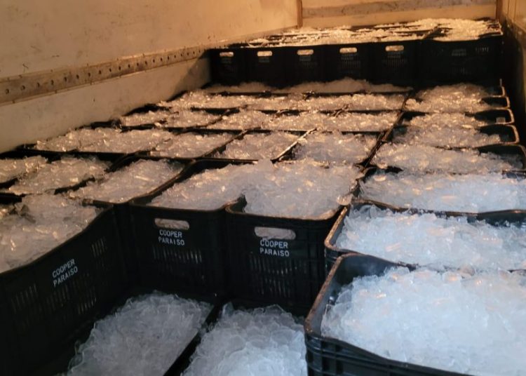 Economia: Pescadores comercializam cerca de dois milhões de reais na quaresma