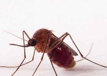 Secretaria da Saúde da Bahia: registrados nove casos de Febre do Oropouche