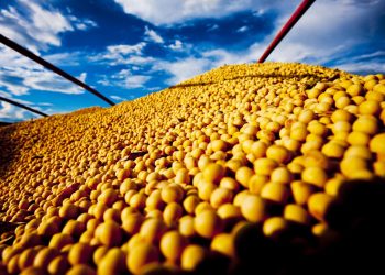 Colheita da soja  se aproxima da metade da área plantada no Oeste da Bahia