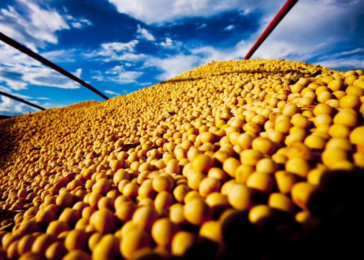 Colheita da soja se aproxima da metade da área plantada no Oeste da Bahia