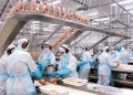 Exportação: Sobe para 146 número de frigoríficos brasileiros que podem exportar para a China