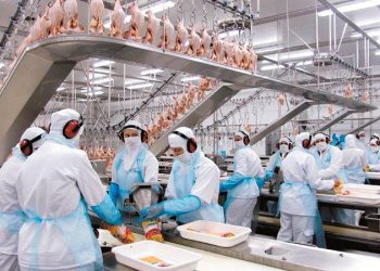 Exportação: Sobe para 146 número de frigoríficos brasileiros que podem exportar para a China