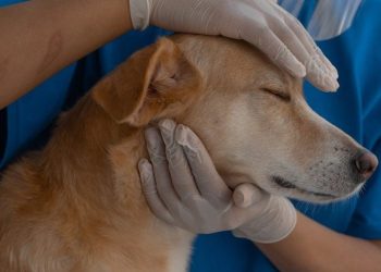 É amanhã: Prefeitura inaugura Hospital Municipal Veterinário em Canabrava