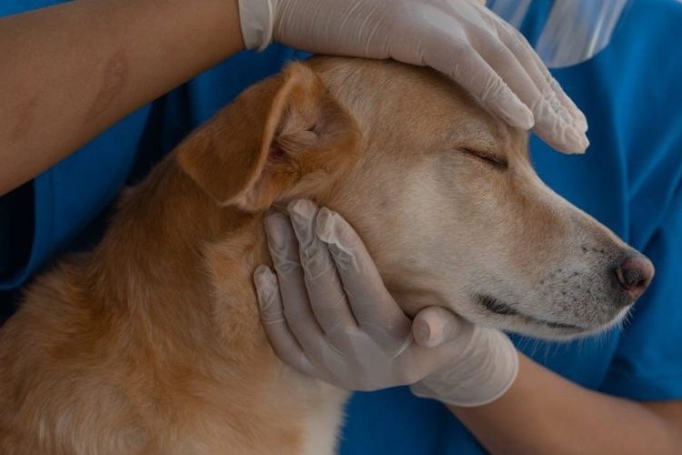 É amanhã: Prefeitura inaugura Hospital Municipal Veterinário em Canabrava