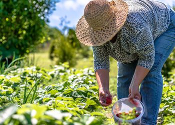 Economia: Sancionada lei para modernização da agricultura familiar