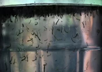 Cuidado: Vitória da Conquista segue no topo de casos prováveis de dengue na Bahia