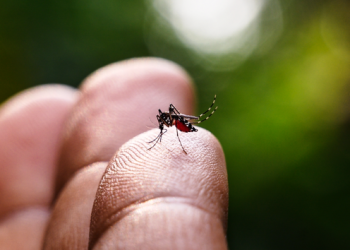 Alívio: Prefeitura anuncia fim da epidemia de dengue em Salvador
