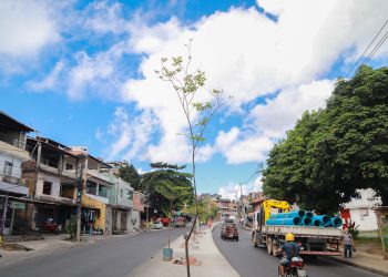 Sustentabilidade: Prefeitura inicia plantio de 50 novas árvores na Avenida Suburbana
