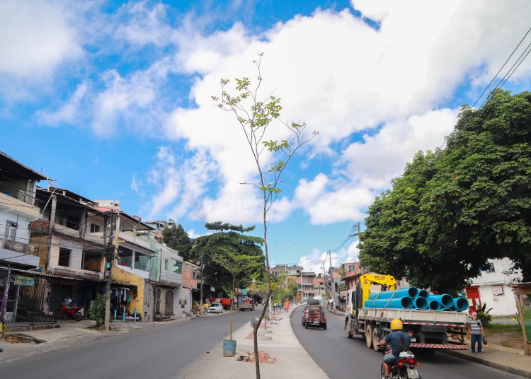 Sustentabilidade: Prefeitura inicia plantio de 50 novas árvores na Avenida Suburbana