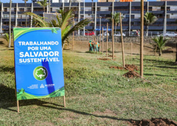 Sustentabilidade: Prefeitura inicia plantio de mudas de coqueiros no Jardim de Alah