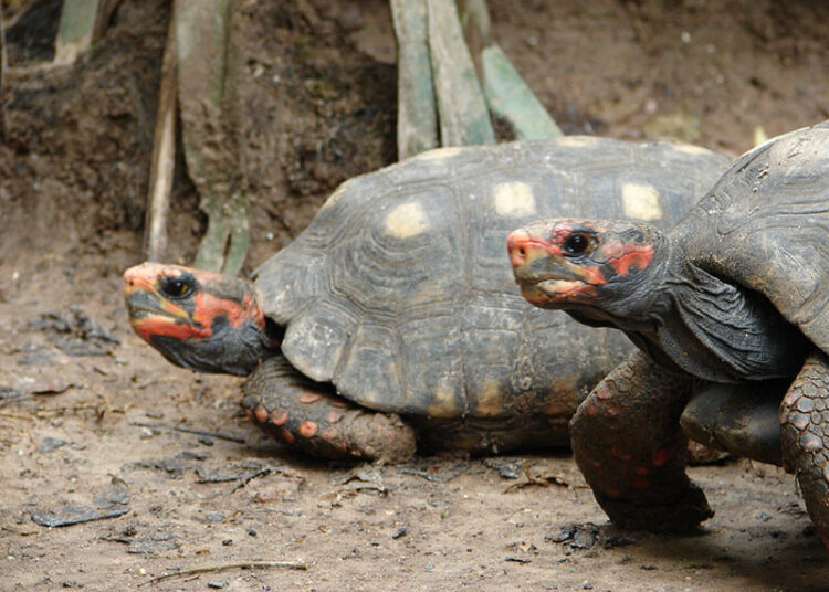 Fique atento: Quem tem animal silvestre poderá ter obrigação de comunicar ao condomínio