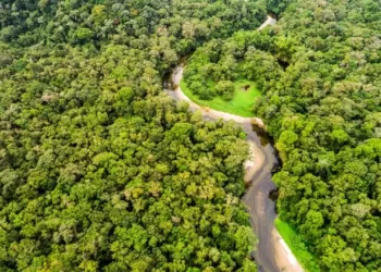 Desmatamento:  O Pará foi o estado com a maior queda entre agosto de 2023 e julho de 2024