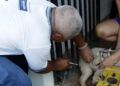 Prevenção: Campanha Antirrábica em Salvador imuniza 160 mil animais em um mês
