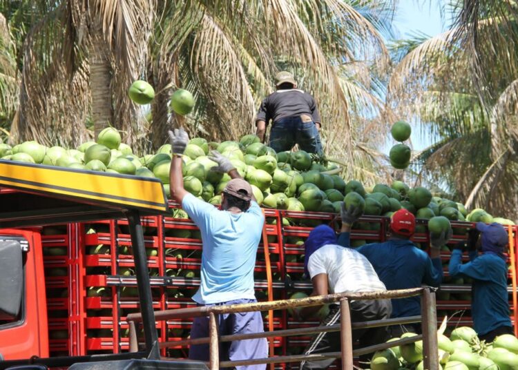 Aprovado: Política Nacional de Incentivo à Cocoicultura vira lei