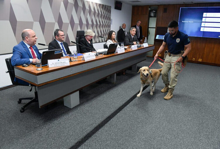 Transporte de animais em voos: debate indica fragilidades e necessidade de regulamentação