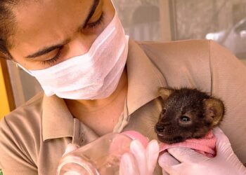 Resgate: Lobo-guará vítima de incêndio florestal é resgatado pelo Inema