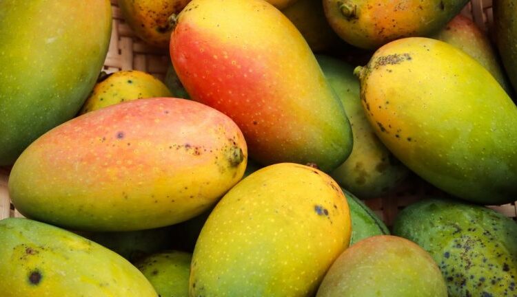 Crescimento: Fruticultura baiana atinge patamar recorde e gera R$ 5,7 bilhões em 2023