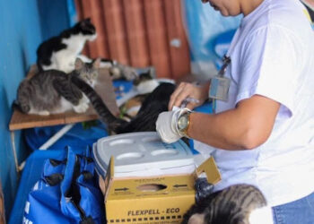 Atenção: Campanha de vacinação antirrábica em Salvador segue até sexta-feira