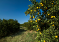 Agricultura: Bahia desponta como refúgio para a citricultura em meio à crise provocada por clima e pragas