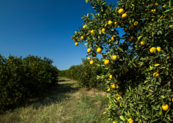 Agricultura: Bahia desponta como refúgio para a citricultura em meio à crise provocada por clima e pragas