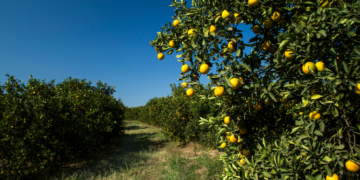 Agricultura: Bahia desponta como refúgio para a citricultura em meio à crise provocada por clima e pragas