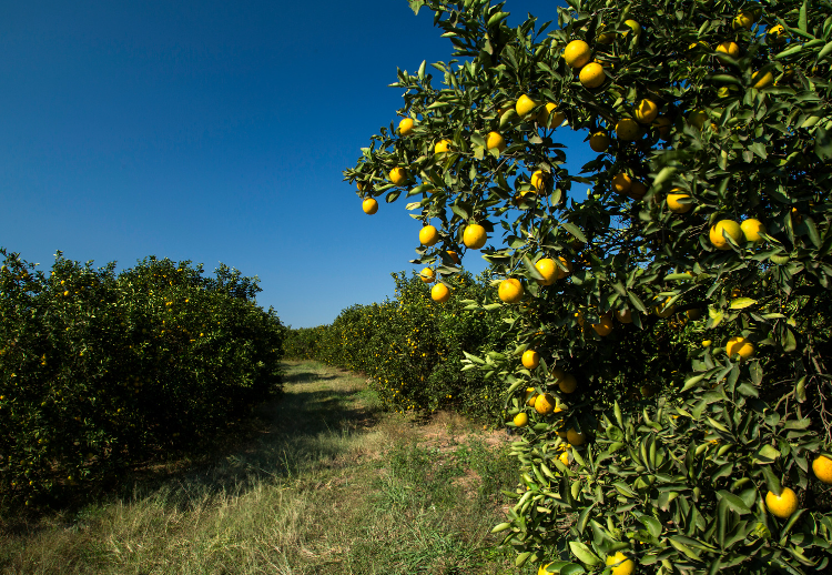 Agricultura: Bahia desponta como refúgio para a citricultura em meio à crise provocada por clima e pragas