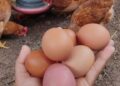 Ovos de galinha caipira garantem renda e segurança alimentar para mulheres no Recôncavo Baiano