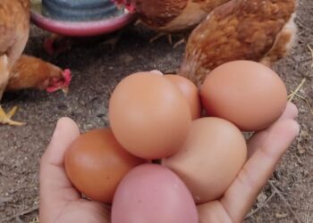 Ovos de galinha caipira garantem renda e segurança alimentar para mulheres no Recôncavo Baiano