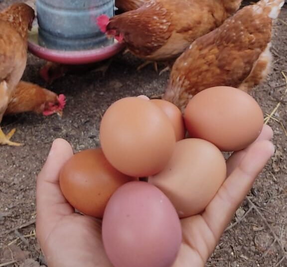 Ovos de galinha caipira garantem renda e segurança alimentar para mulheres no Recôncavo Baiano