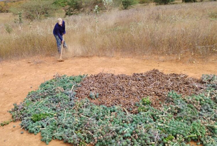 Nova Lei do Combustível do Futuro abre oportunidades para Agricultura Familiar da Bahia