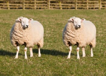 Clonagem: Se o Ibama autorizar, animais silvestres brasileiros também poderão ser clonados