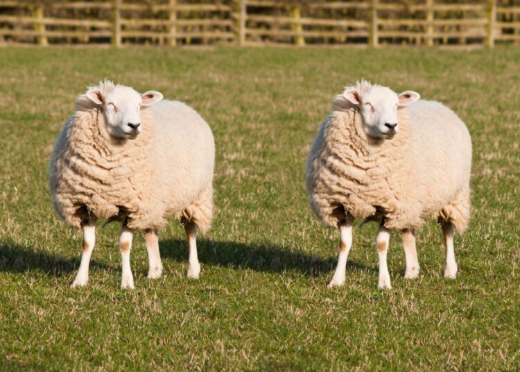 Clonagem: Se o Ibama autorizar, animais silvestres brasileiros também poderão ser clonados