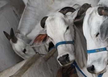 Agropecuária: Fenagro 2024 vai contar com mais de 2200 animais