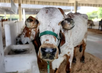 Fenagro movimenta agronegócio baiano com serviços disponibilizados pelo Estado