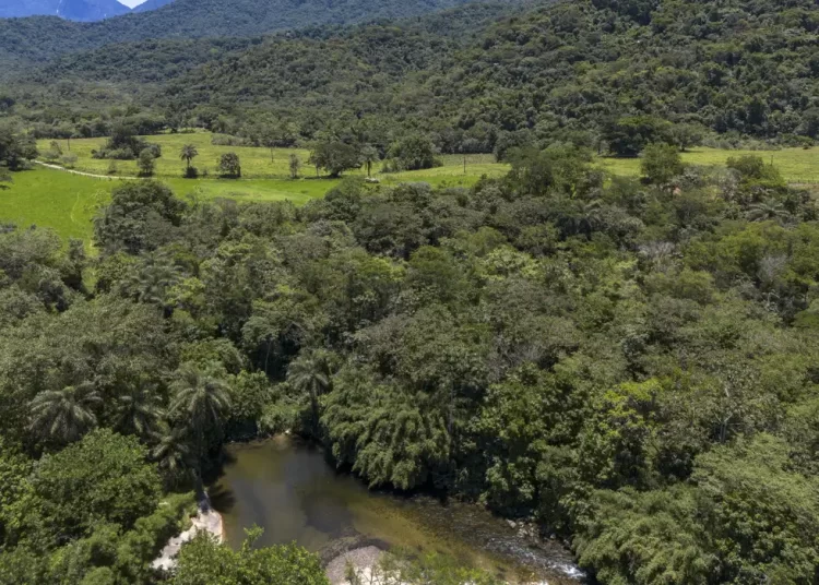 Meio Ambiente: Ministério do Meio Ambiente lança consulta pública do PPMata Atlântica