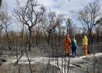 Seminário Internacional explora soluções para Incêndios Florestais e Mudanças Climáticas