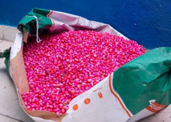 Agricultura: Serrinha recebe 7,5 toneladas de sementes e mutirão de documentação