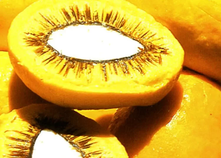 Nova Lei: Sancionada a Política Nacional do Pequi