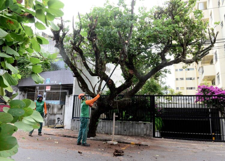 Salvador: Seman intensifica poda de árvores nos circuitos do Carnaval