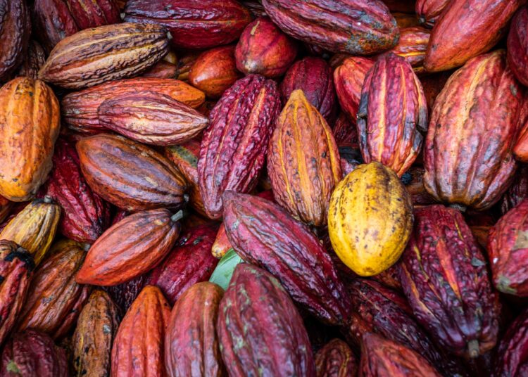 Sustentabilidade: Governo do Estado lança projeto para impulsionar desenvolvimento sustentável da Mata Atlântica